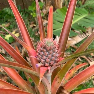 Meet your Posher, Cynthia